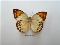 藏品(橙端粉蝶)的圖片